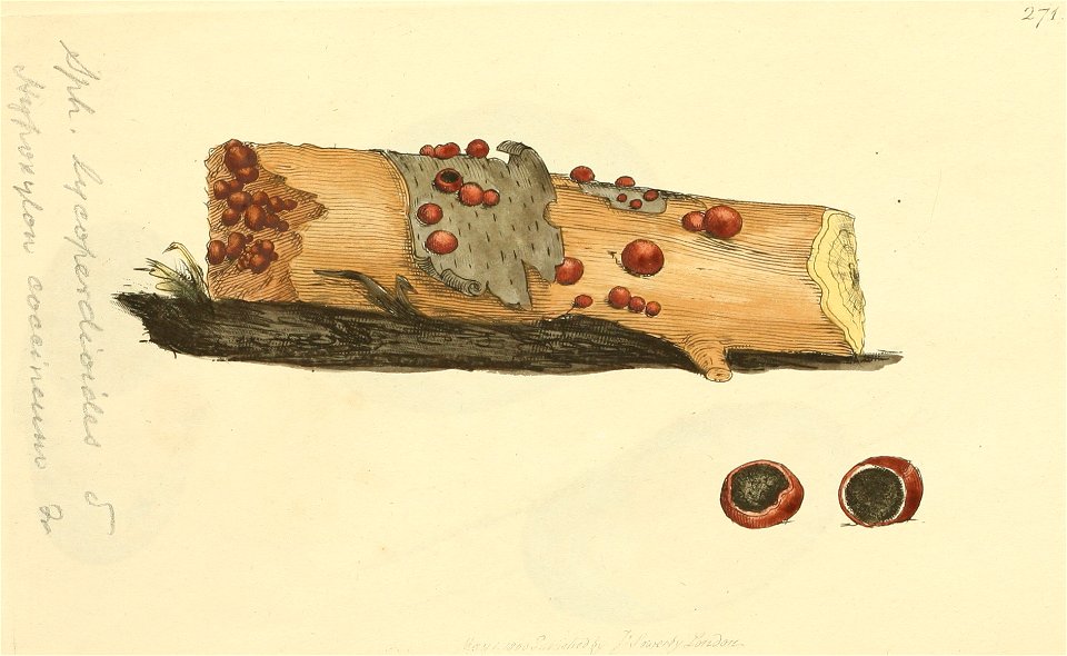 Coloured Figures of English Fungi or Mushrooms - t. 271