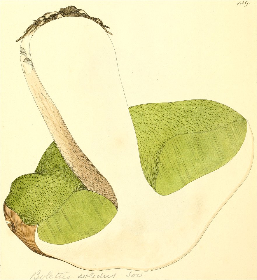 Coloured Figures of English Fungi or Mushrooms - t. 419