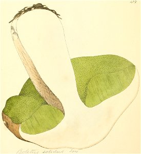 Coloured Figures of English Fungi or Mushrooms - t. 419