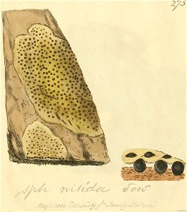 Coloured Figures of English Fungi or Mushrooms - t. 275