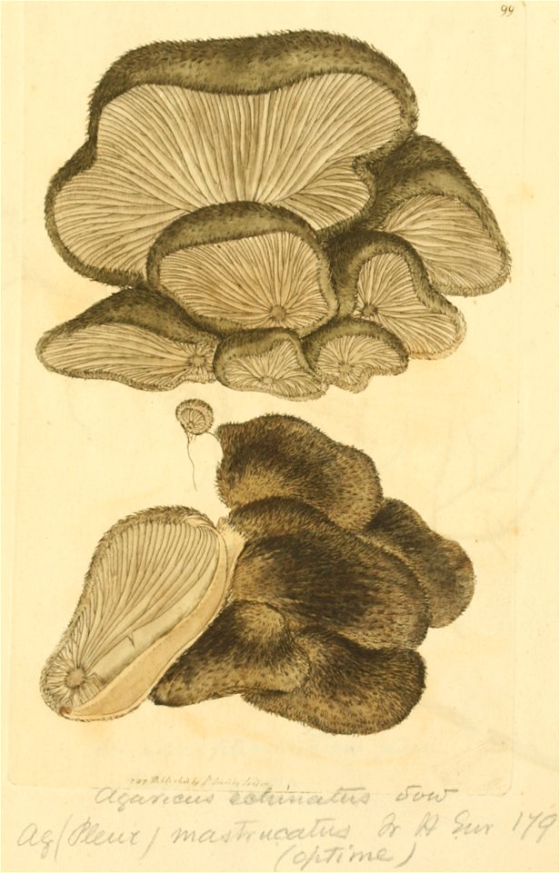 Coloured Figures of English Fungi or Mushrooms - t. 99