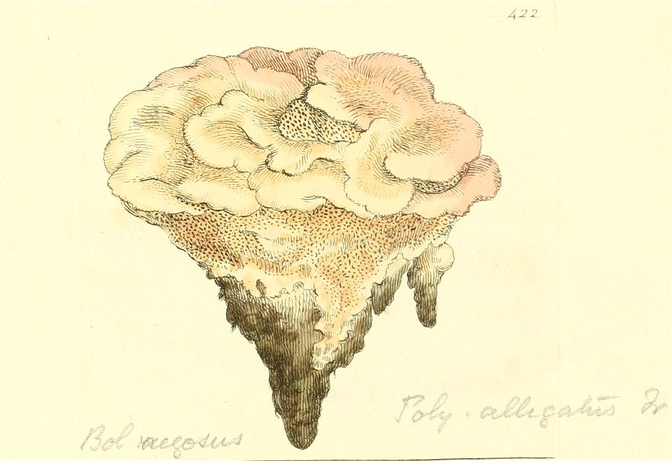 Coloured Figures of English Fungi or Mushrooms - t. 422
