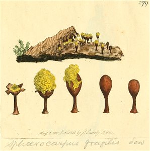 Coloured Figures of English Fungi or Mushrooms - t. 279