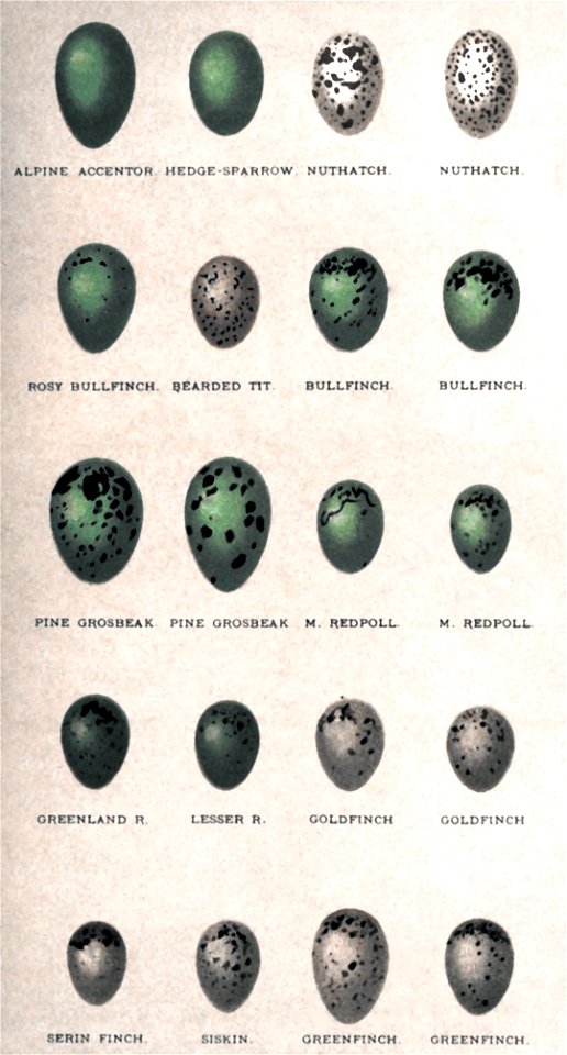 ColouredFiguresEggsBritishBirds1896Plate12