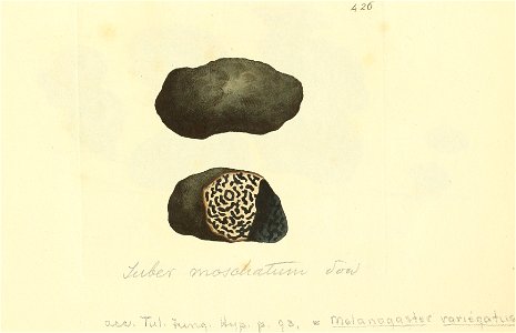 Coloured Figures of English Fungi or Mushrooms - t. 426