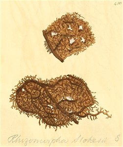 Coloured Figures of English Fungi or Mushrooms - t. 430