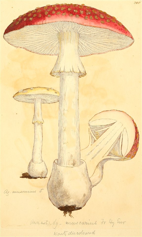 Coloured Figures of English Fungi or Mushrooms - t. 286