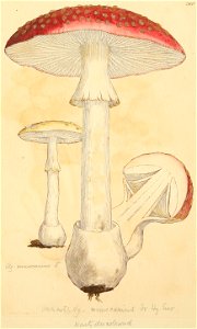 Coloured Figures of English Fungi or Mushrooms - t. 286