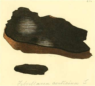 Coloured Figures of English Fungi or Mushrooms - t. 434
