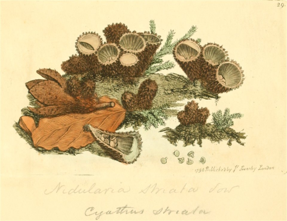Coloured Figures of English Fungi or Mushrooms - t. 29