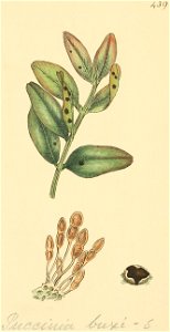 Coloured Figures of English Fungi or Mushrooms - t. 439