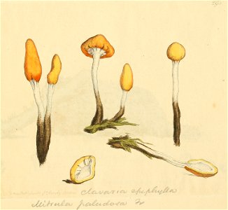 Coloured Figures of English Fungi or Mushrooms - t. 293