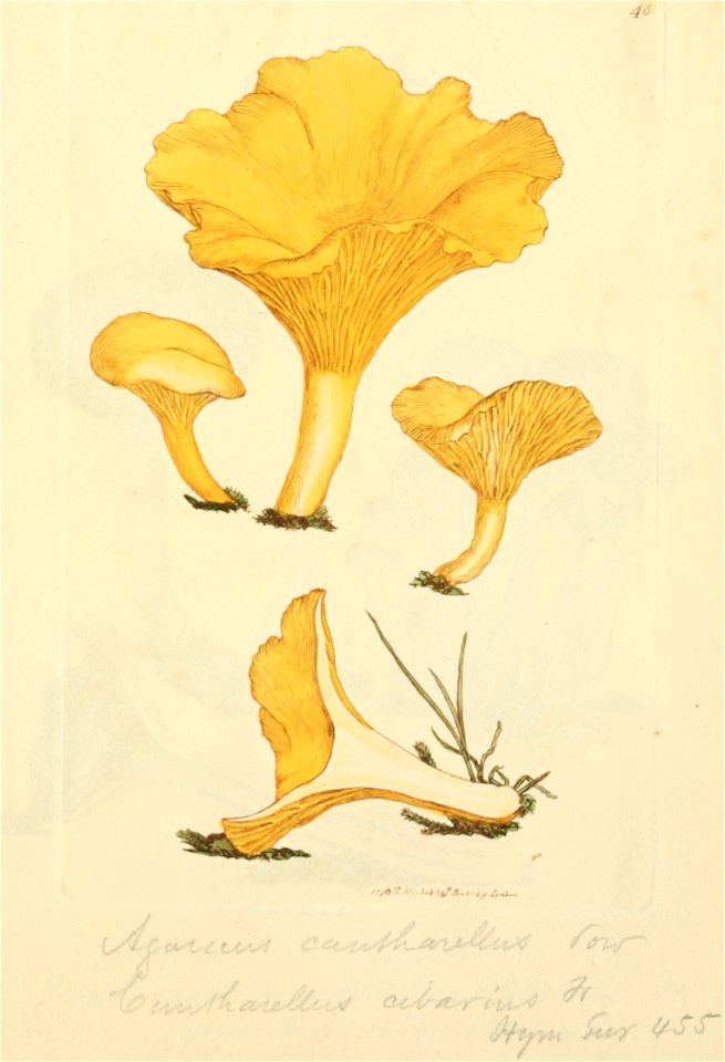 Coloured Figures of English Fungi or Mushrooms - t. 46