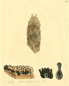 Coloured Figures of English Fungi or Mushrooms - t. 297