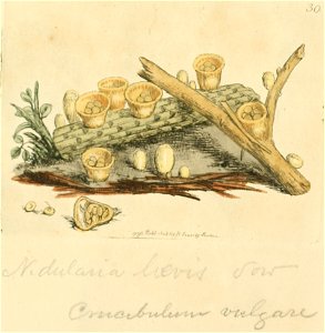 Coloured Figures of English Fungi or Mushrooms - t. 30