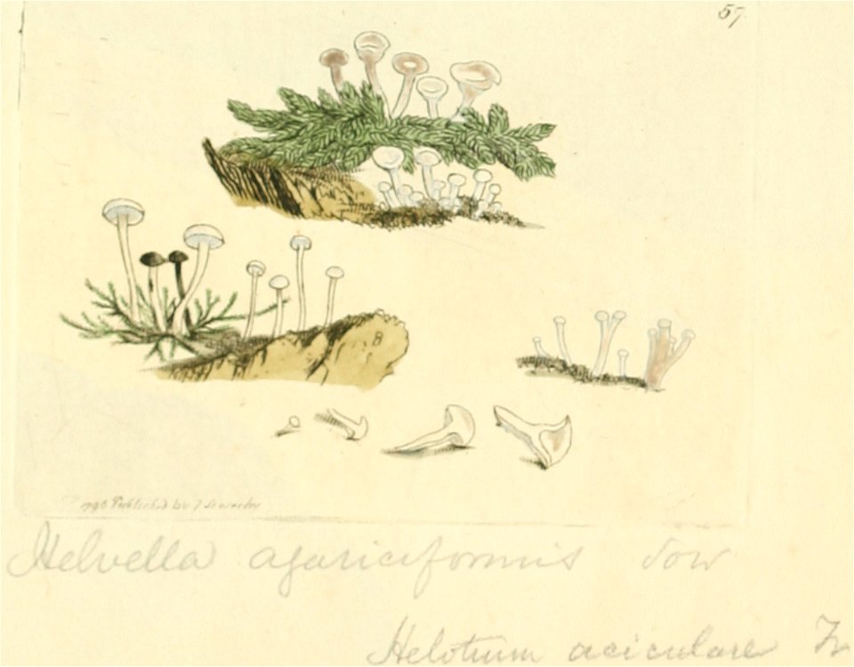 Coloured Figures of English Fungi or Mushrooms - t. 57