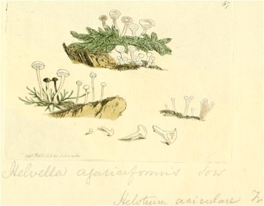Coloured Figures of English Fungi or Mushrooms - t. 57