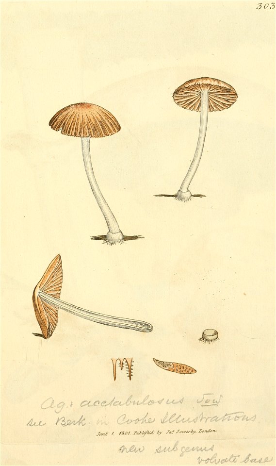 Coloured Figures of English Fungi or Mushrooms - t. 303