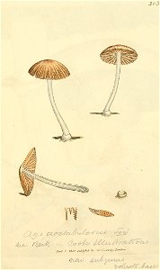 Coloured Figures of English Fungi or Mushrooms - t. 303