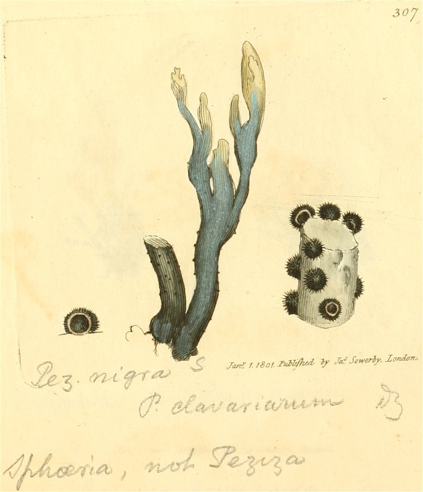 Coloured Figures of English Fungi or Mushrooms - t. 307
