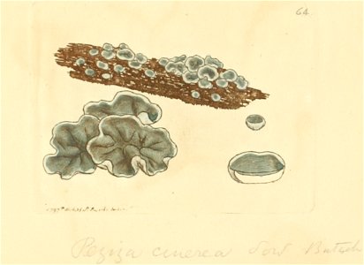 Coloured Figures of English Fungi or Mushrooms - t. 64