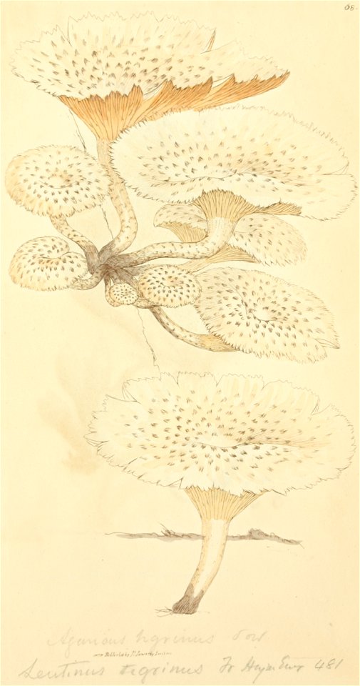 Coloured Figures of English Fungi or Mushrooms - t. 68