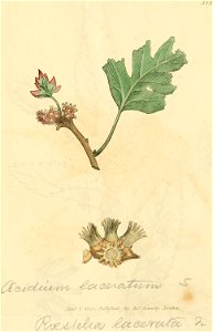Coloured Figures of English Fungi or Mushrooms - t. 318