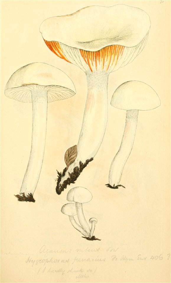 Coloured Figures of English Fungi or Mushrooms - t. 71