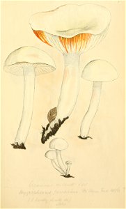 Coloured Figures of English Fungi or Mushrooms - t. 71