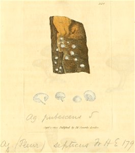 Coloured Figures of English Fungi or Mushrooms - t. 321