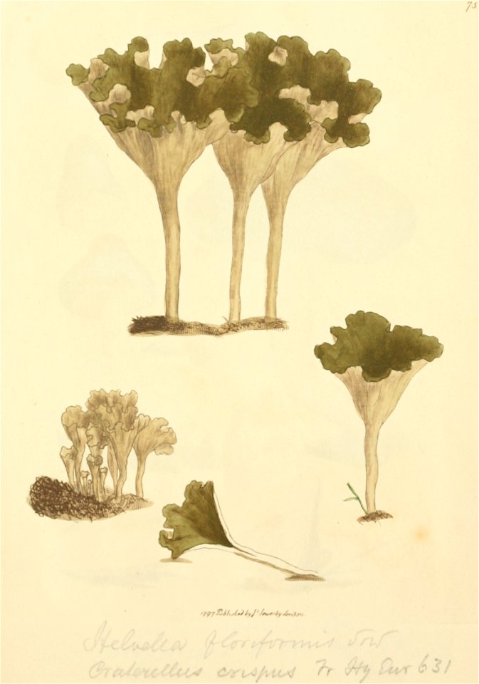 Coloured Figures of English Fungi or Mushrooms - t. 75