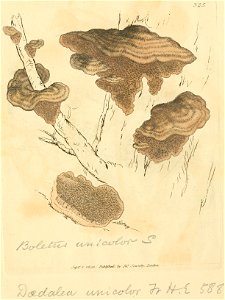 Coloured Figures of English Fungi or Mushrooms - t. 325