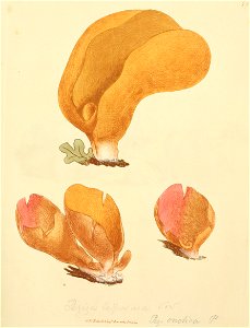 Coloured Figures of English Fungi or Mushrooms - t. 79
