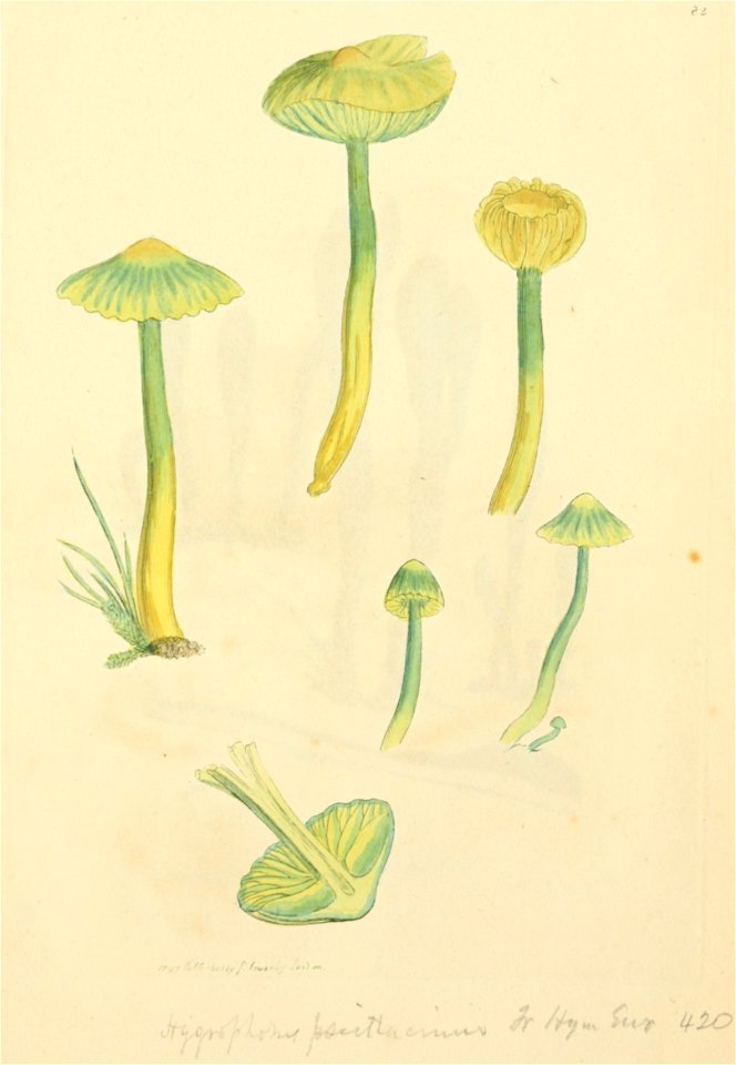 Coloured Figures of English Fungi or Mushrooms - t. 82