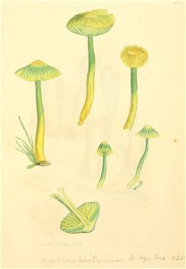 Coloured Figures of English Fungi or Mushrooms - t. 82