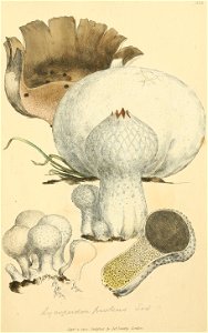 Coloured Figures of English Fungi or Mushrooms - t. 332