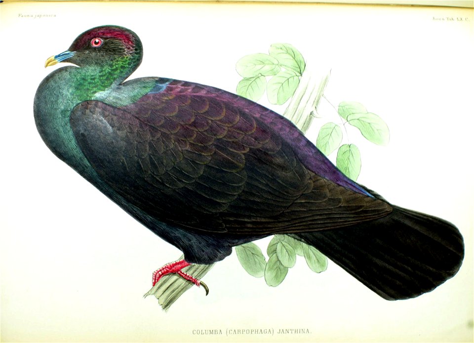 Columba (Carpophaga) janthina Fauna Japonica
