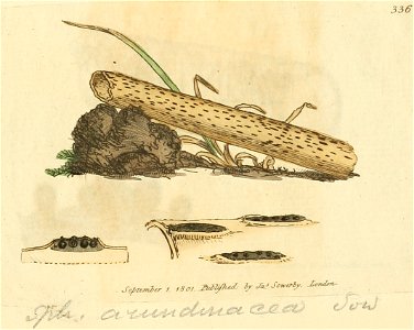Coloured Figures of English Fungi or Mushrooms - t. 336