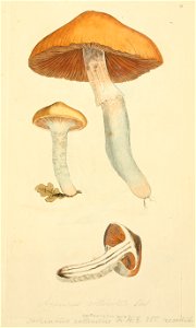 Coloured Figures of English Fungi or Mushrooms - t. 9
