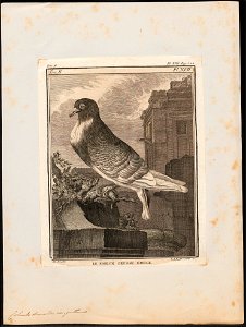 Columba domestica var. gutturosa - 1700-1880 - Print - Iconographia Zoologica - Special Collections University of Amsterdam - UBA01 IZ18900145