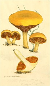Coloured Figures of English Fungi or Mushrooms - t. 34