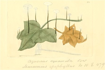 Coloured Figures of English Fungi or Mushrooms - t. 93