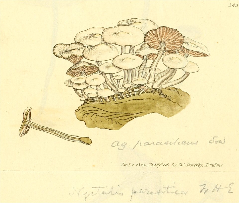 Coloured Figures of English Fungi or Mushrooms - t. 343