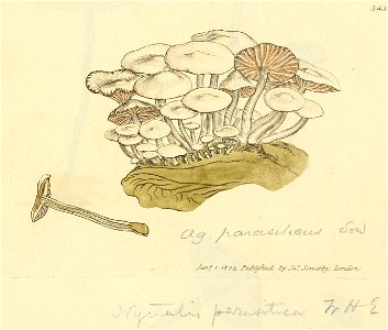 Coloured Figures of English Fungi or Mushrooms - t. 343