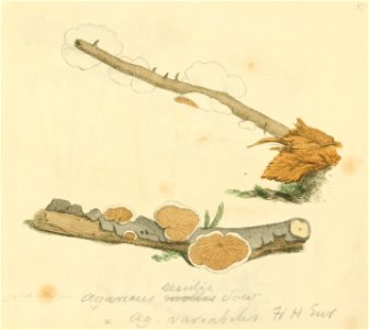 Coloured Figures of English Fungi or Mushrooms - t. 97