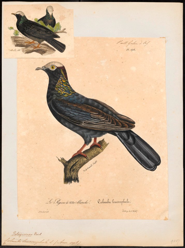 Columba leucocephala - 1825-1834 - Print - Iconographia Zoologica - Special Collections University of Amsterdam - UBA01 IZ15600191