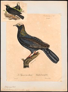 Columba leucocephala - 1825-1834 - Print - Iconographia Zoologica - Special Collections University of Amsterdam - UBA01 IZ15600191