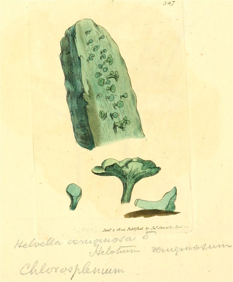 Coloured Figures of English Fungi or Mushrooms - t. 347
