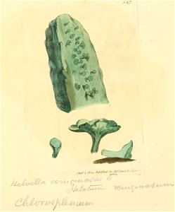 Coloured Figures of English Fungi or Mushrooms - t. 347