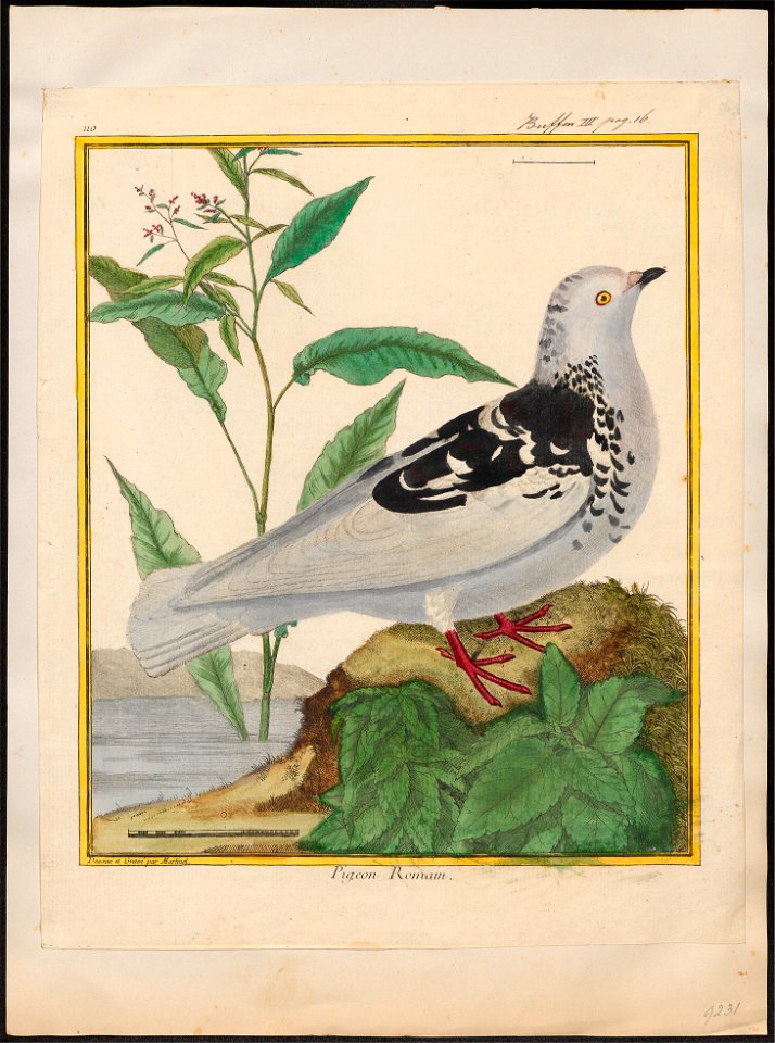 Columba livia - 1700-1880 - Print - Iconographia Zoologica - Special Collections University of Amsterdam - UBA01 IZ18900111